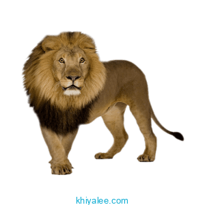 Lion PNG