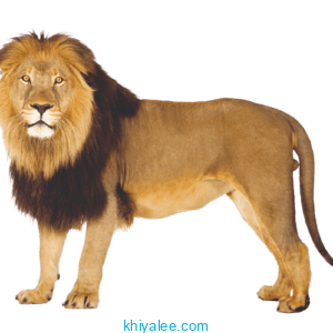 Lion Png 1 Free png clipart