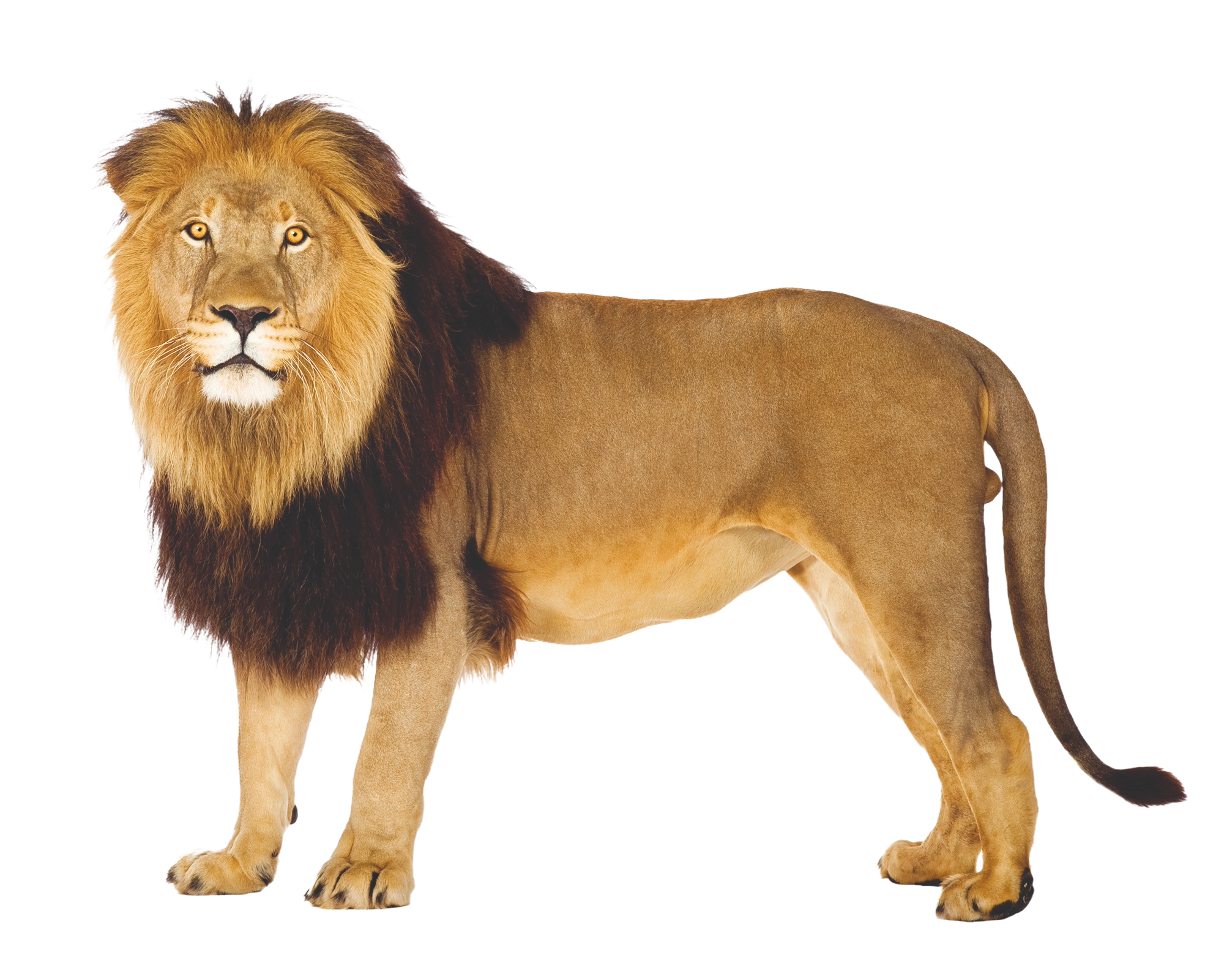 Lion Png 1