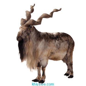 Markhor