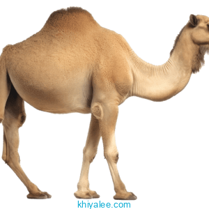closeup camel isolated white background livestock domestic animals ai generated copy Free png clipart