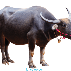 Buffalo PNG