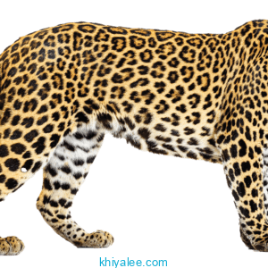leopard png
