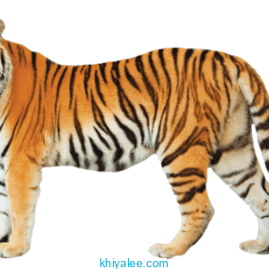 tiger png