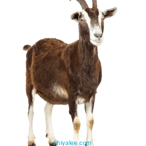 goat png transparent