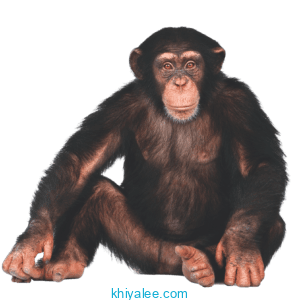 chimpanzee png