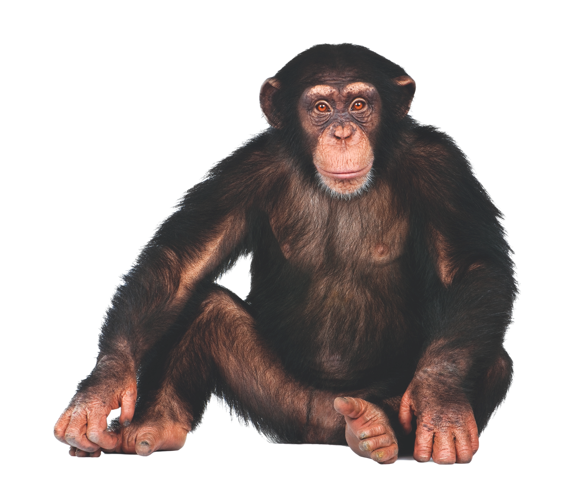 chimpanzee png