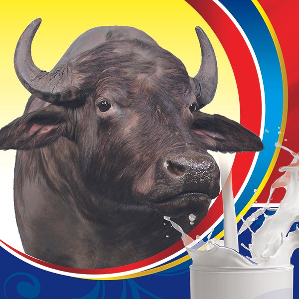Free Milk Shop Banner Design Template PSD