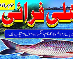 Fish fry shop banner design free PSD in urdu
